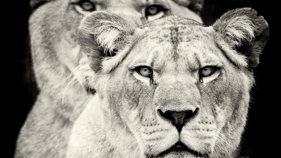 In the Press: Lionesses of Africa